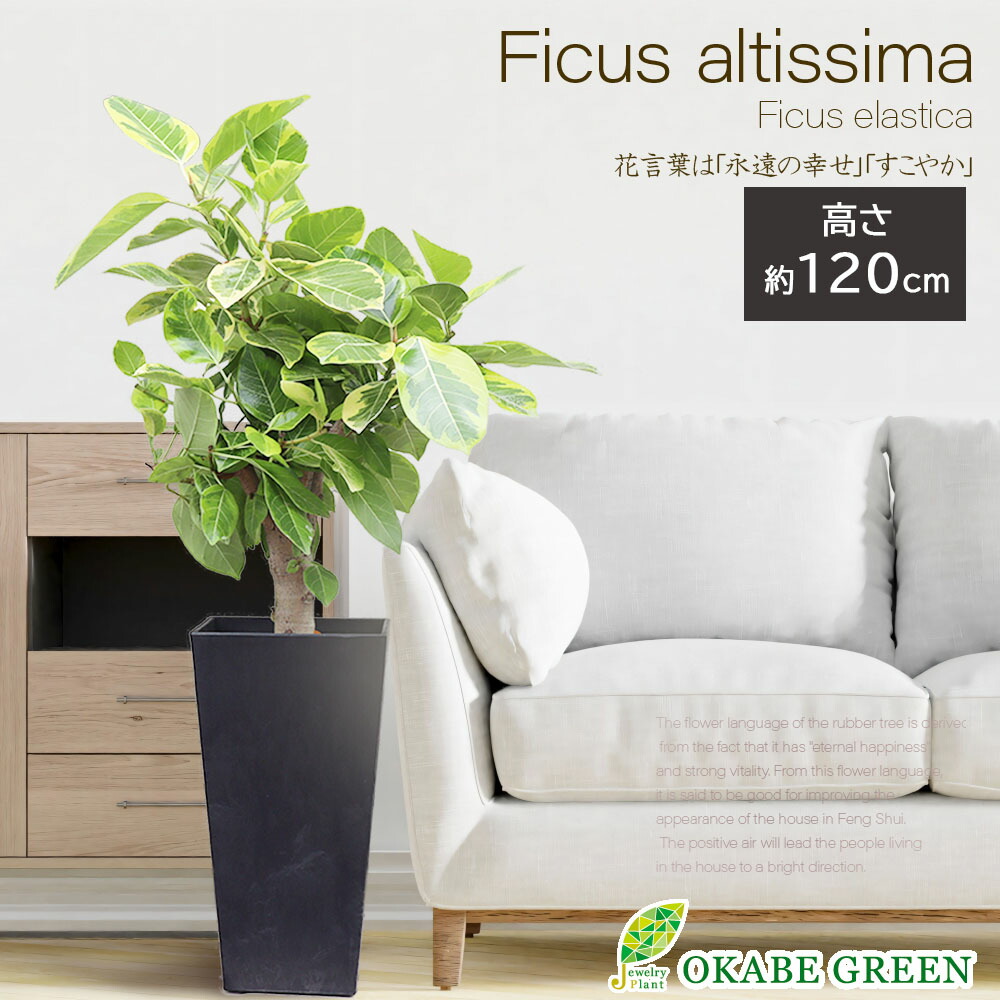 ［現品］13番　フィカス　アルテシマ　曲がり　8号　観葉植物　おしゃれ　ゴムの木 現品］3番 フィカス アルテシマ 曲がり 7号 観葉植物 室内 ゴムの木