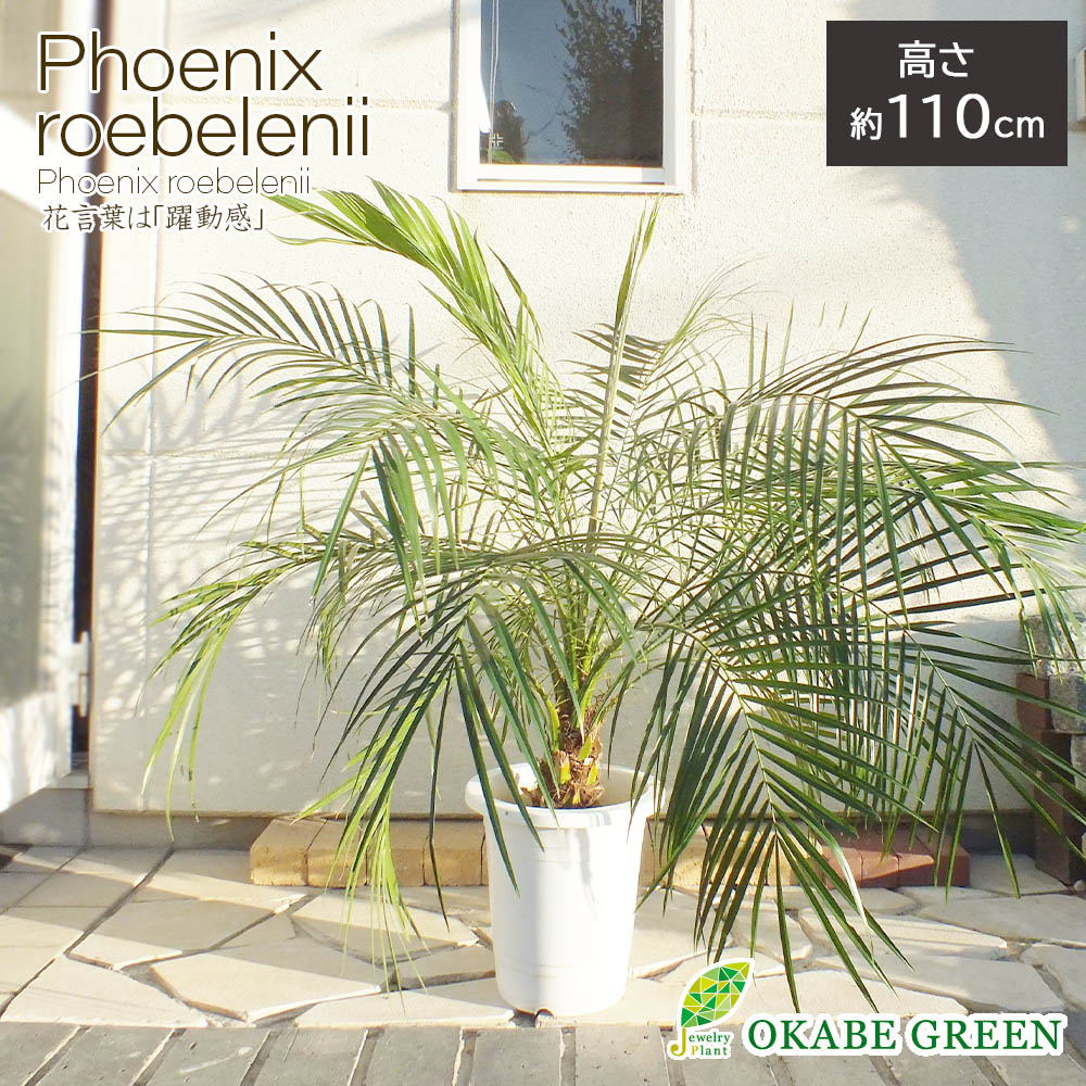 フェニックスロベレニー　ロベヤシ　ヤシの木　5 5番 フェニックスロベレニー ロベ ヤシの木 【公式通販】