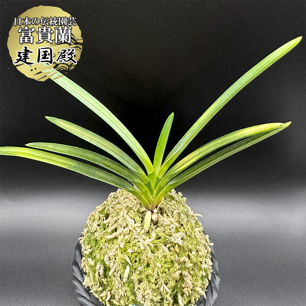 琥珀殿 kohakuden : □ サムライ オーキッド □ 富貴蘭 セレクト