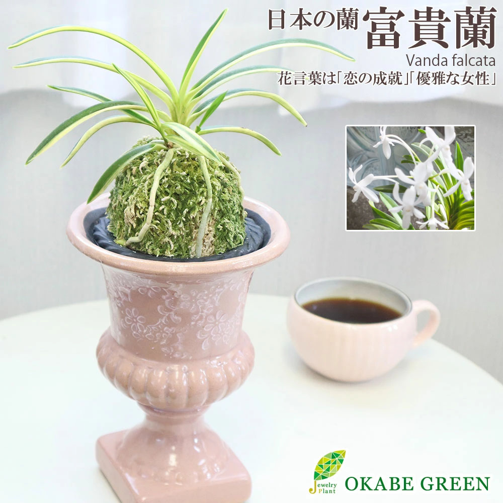 楽天市場】【店内全品５%OFFクーポン配布中】 観葉植物 小さい 富貴蘭 風蘭 蘭 苔玉 黒のデザイン筒陶器鉢 ソーサー付 ギフト プレゼント 鉢植え  白花 花衣 珍しい おしゃれ お祝い 誕生日 開店祝 新築祝 フウキラン フウラン 送料無料 風蘭 : 岡部グリーン有限会社