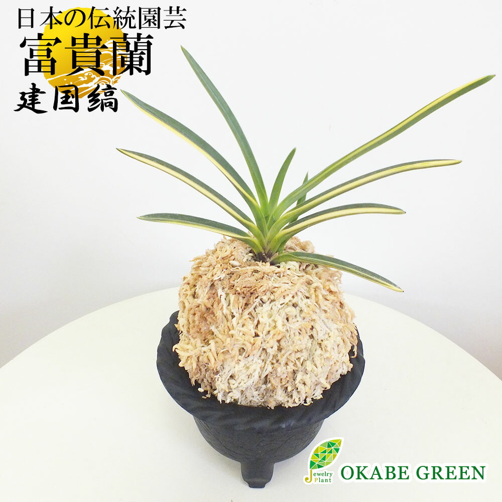 富貴蘭 風蘭 蘭 苔玉 建国縞 ケンコクシマ 2本立 限品 観葉植物 富貴蘭人気投票では4位の人気ぶりで建国縞には変化を夢見る期待と楽しみがあるように思います T197 #ロスフラワー企画