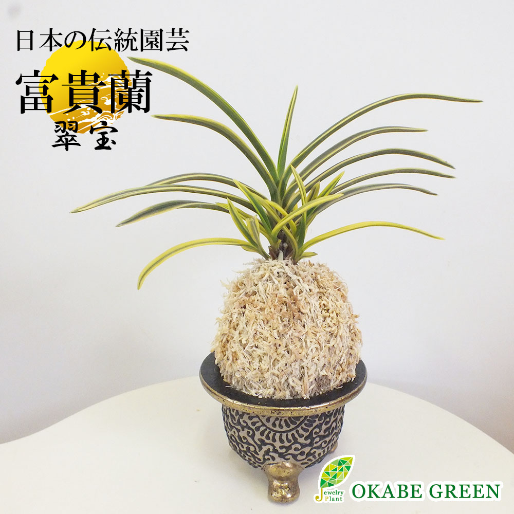 母の日 ギフト プレゼント 富貴蘭 風蘭 プレゼント 蘭 T225花 ガーデン Diy 入学祝 苔玉 翠宝 限定品 観葉植物 母の日 ギフト おしゃれ 誕生日 小さい 開店祝い お祝い 引越祝い新築祝 送料無料 就職祝 プレゼント 鉢植え T225 合格祝 インテリア ディスプレイ 入学祝