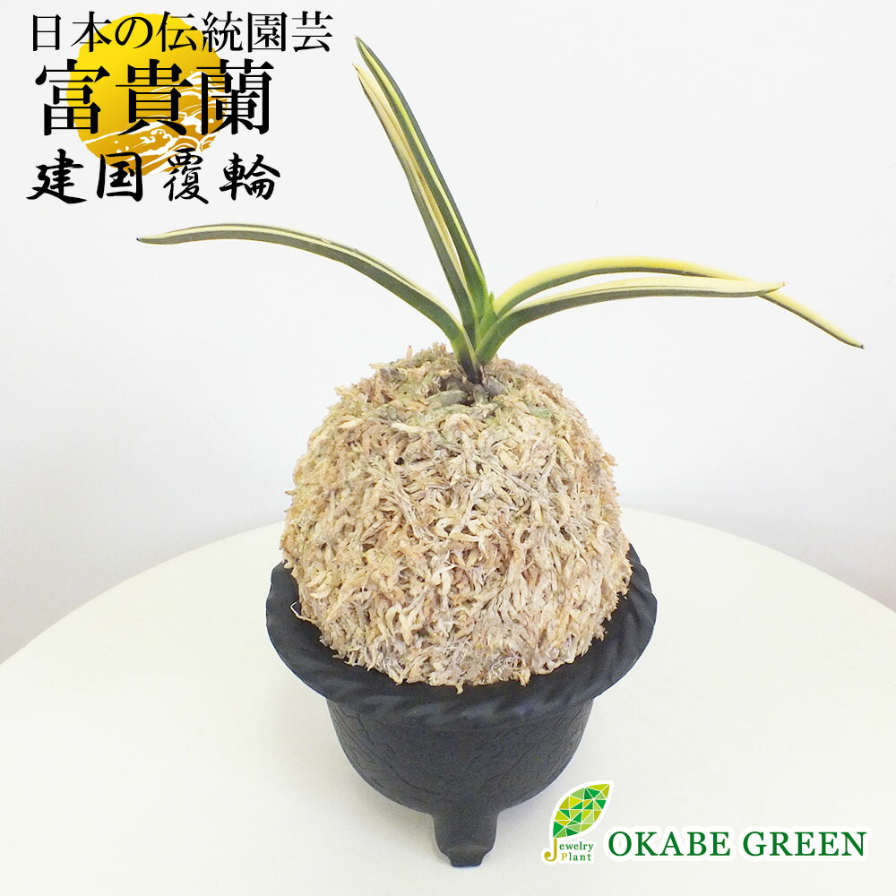 母の日 ギフト プレゼント 富貴蘭 建国覆輪 風蘭 蘭 苔玉 送料無料 建国覆輪 ギフト 母の日 ギフト 珍しい 観葉植物 母の日 小さい 誕生日 おしゃれ 開店祝い プレゼント 引越祝い新築祝 送料無料 ギフト 素敵なデザインの鉢植え お祝い 花 ギフト T503