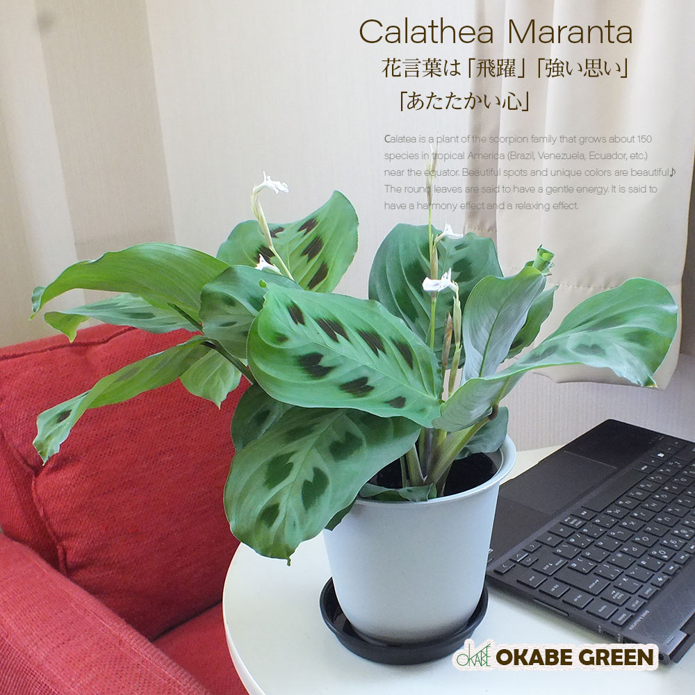 楽天市場 敬老の日 ギフト プレゼント カラテア マランタ 4号 プラスチック鉢 和名ゴシキヤバネショウ 観葉植物 ギフト おしゃれ ミニ 鉢植え お祝い 誕生日プレゼント 開店祝 インテリア ディスプレイ 送料無料 おしゃれ 岡部グリーン有限会社