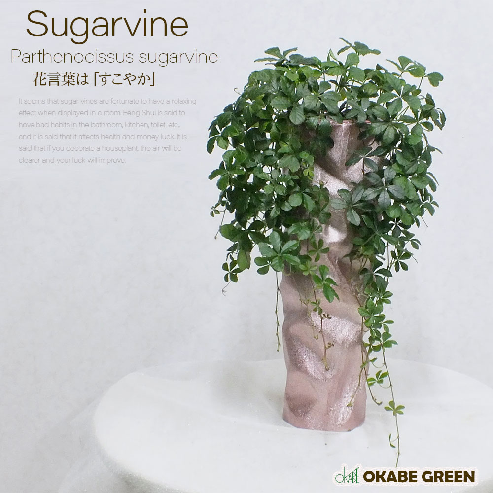 楽天市場 パキラ シュガーバイン モンステラ ストレリチア シャンパンピンクの綺麗な陶器 観葉植物 母の日 父の日 ギフト おしゃれ 鉢植え お祝い 誕生日 開店祝い 引越祝いインテリア 送料無料 自社配合土で植え替え 岡部グリーン有限会社