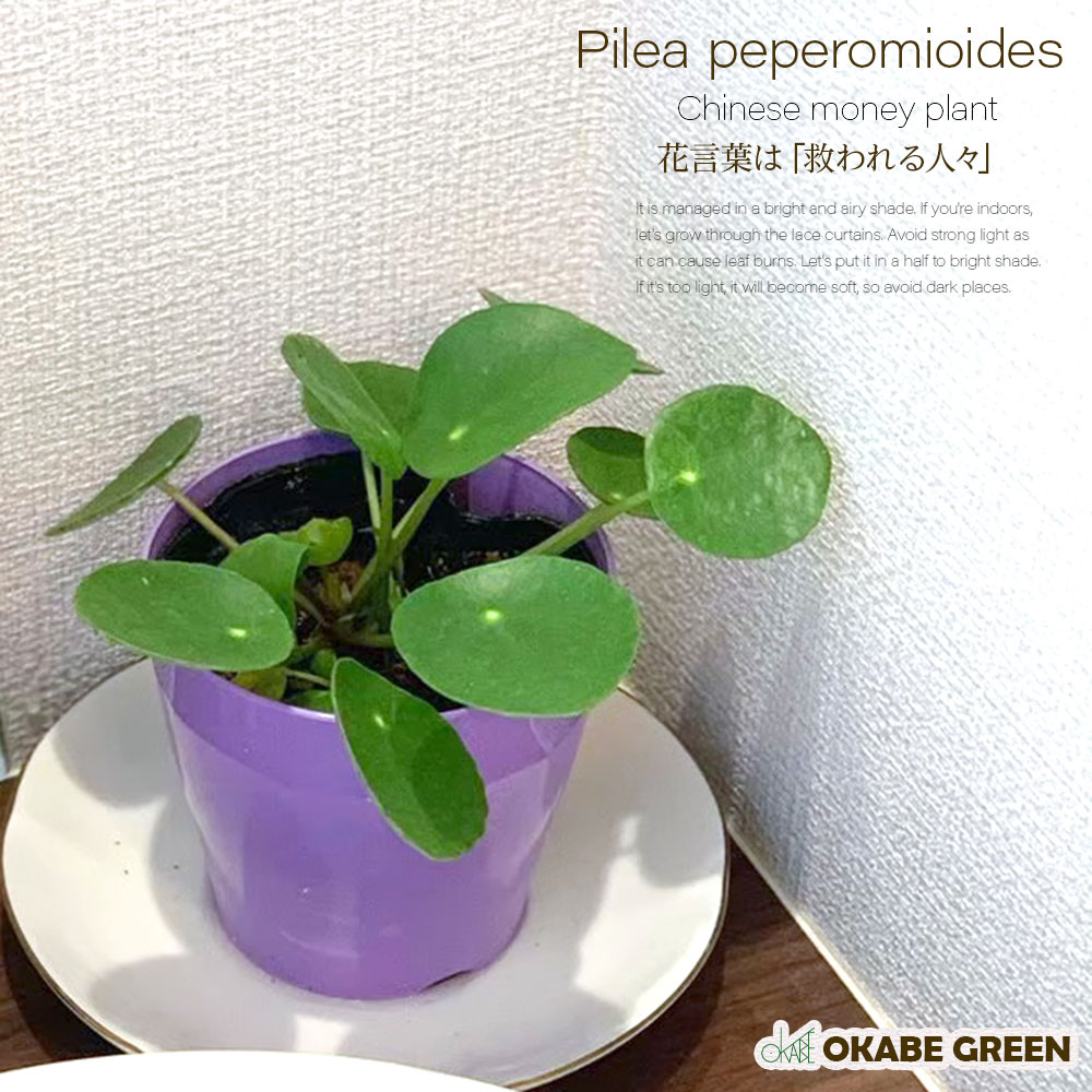 ピレア ペペロミオイデス 3 5号 カラープラスチック鉢 パンケーキプランツ 受皿付 インテリア 可愛い 観葉植物 お中元 敬老の日 ギフト おしゃれ ミニ 誕生日プレゼント 送料無料 Educaps Com Br