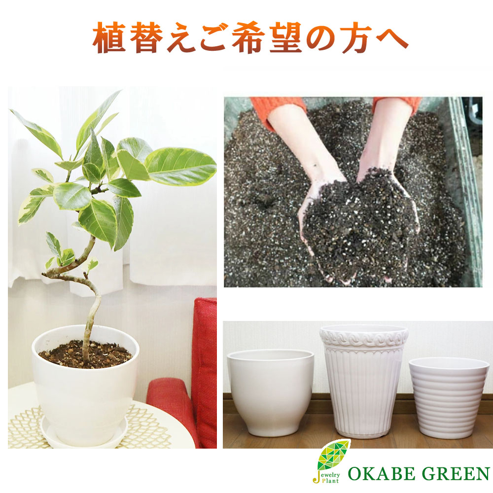 楽天市場】観葉植物 土 室内用 【植え替え土セット】 培養土