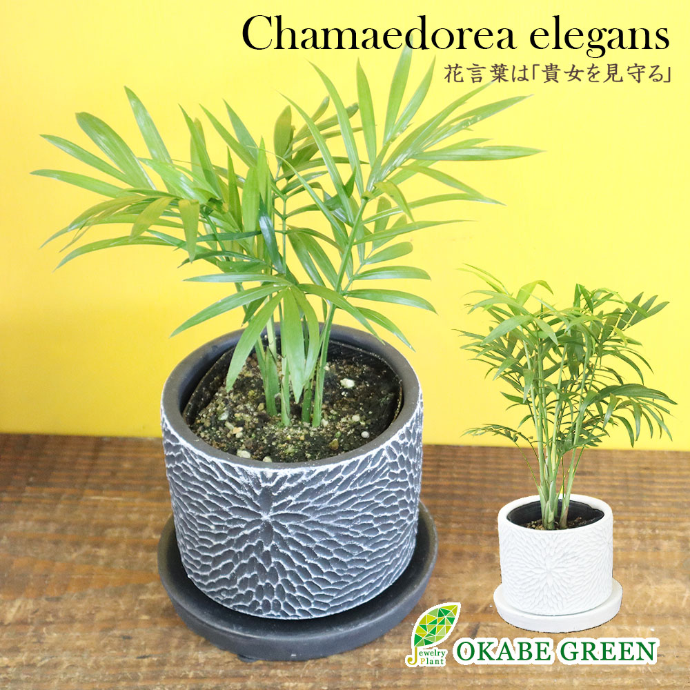 楽天市場】【店内全品2個同時購入10％OFFクーポン配布中】 観葉植物