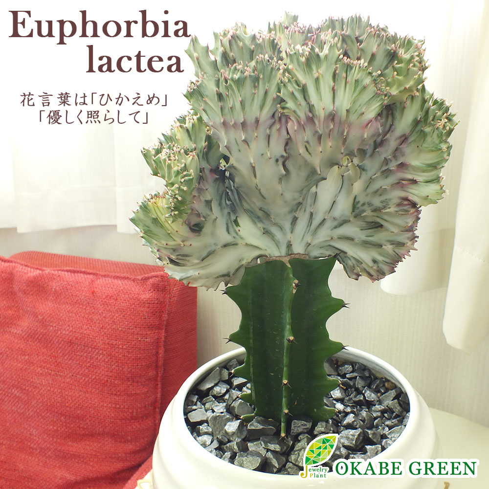 楽天市場 ユーフォルビア キング マハラジャ 白丸陶器鉢 8号 鉢皿付 黒デコジャリ付 現品 多肉植物 鉢植え お祝い 誕生日 クリスマス お歳暮 プレゼント 贈り物 インテリア 送料無料 岡部グリーン有限会社