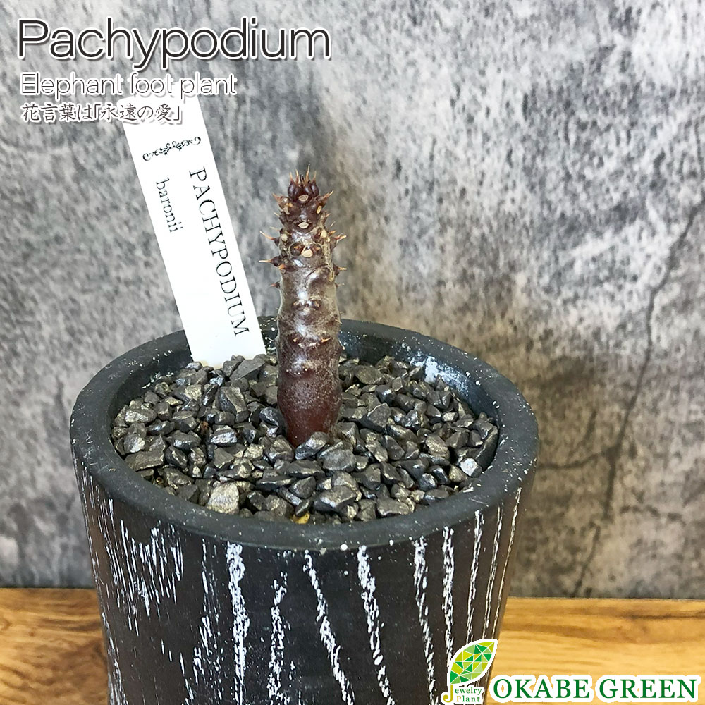 母の日 観葉植物 小さい パキポディウム バロニー 選べる樹形 【現品】 3号 ラッピング無料 黒陶器鉢 ソーサー付 黒デコジャリ小付 多肉植物 塊根植物 1点物 お祝い 誕生日 お歳暮 ギフト プレゼント 引越祝い 新築祝い 送料無料