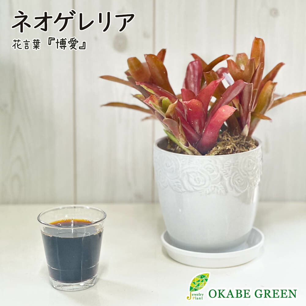 楽天市場】【30日限定ポイント合計6倍】 母の日 鉢植え ギフト 楽天市場】【30日限定ポイント合計6倍】 母の日 鉢植え ギフト