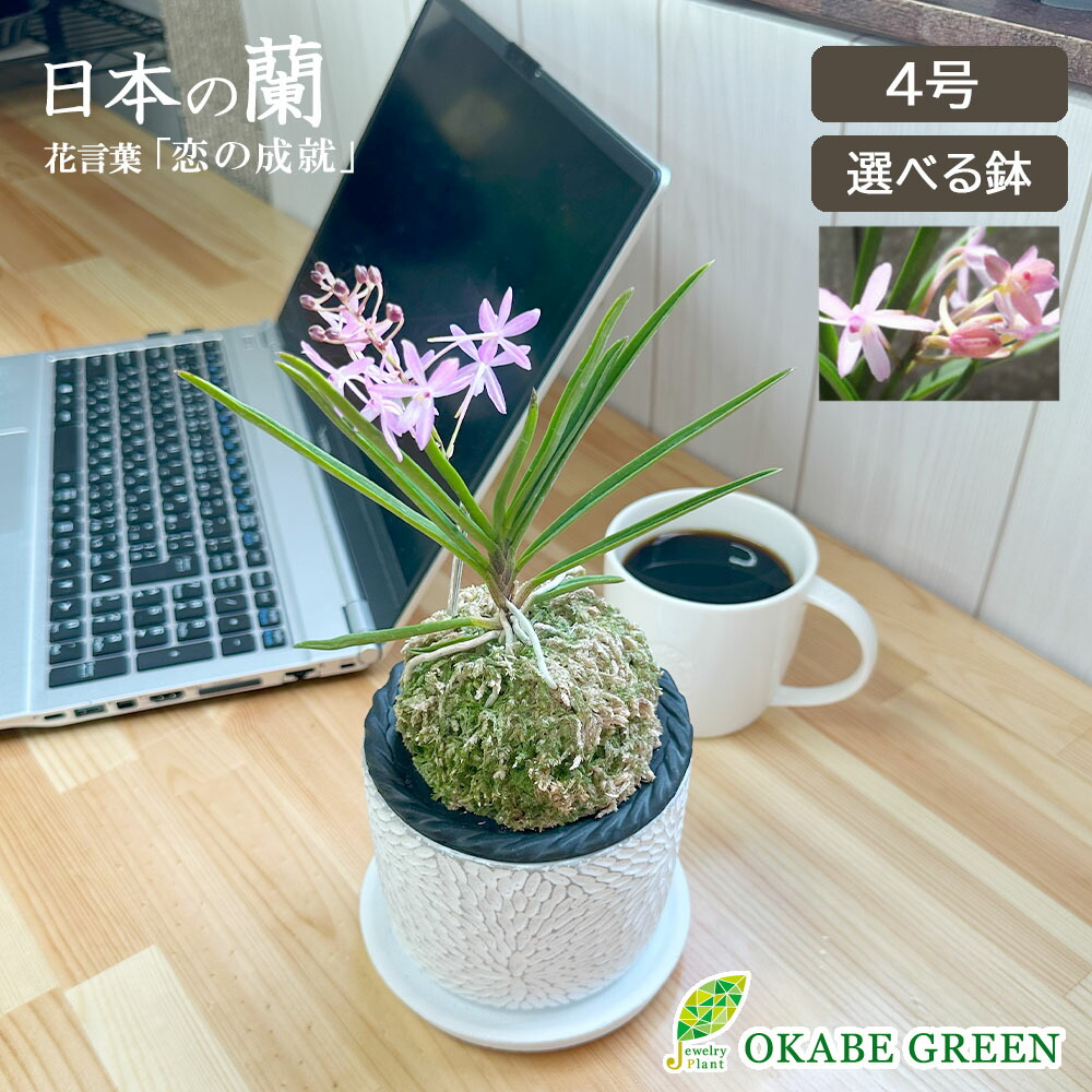 楽天市場】【1日限定ポイント合計5倍】 観葉植物 【超希少品種 楽天市場】【1日限定ポイント合計5倍】 観葉植物 【超希少品種