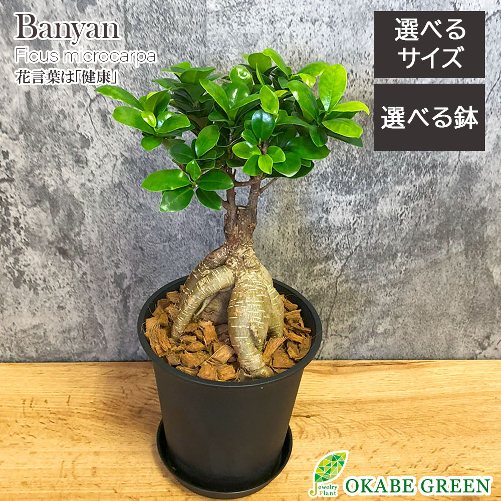 楽天市場】観葉植物 小さい アデニウム ソマレンセ 選べる樹形 【現品】 3号 選べる鉢 受皿付 塊根植物 多肉植物 人気 おしゃれ 敬老 ギフト  プレゼント 鉢植え 人気 お祝い 誕生日 お歳暮 ギフト プレゼント 贈り物 インテリア 送料無料 [黒2] : 岡部グリーン有限会社