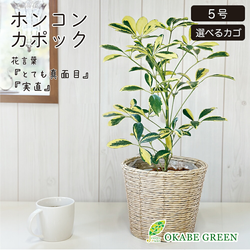 母の日 観葉植物 シェフレラ ホンコンカポック 斑入り 5号 ラッピング無料 選べる鉢カバー ベージュ 白竹 かご PPライナー付 バスケット 鉢カバー ヤドリフカノキ おしゃれ お祝い 誕生日 お歳暮 ギフト プレゼント 引越祝い新築祝