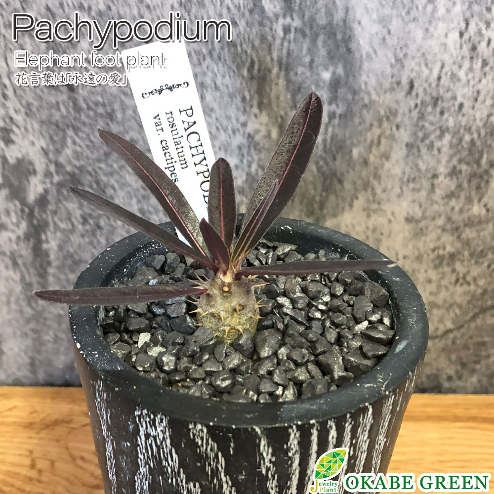 母の日 観葉植物 小さい パキポディウム ロスラーツム カクチペス 選べる樹形 【現品】 3号 ラッピング無料 黒陶器鉢 黒デコジャリ小付 多肉植物 塊根植物 1点物 お祝い 誕生日 お歳暮 ギフト プレゼント 引越祝い 送料無料