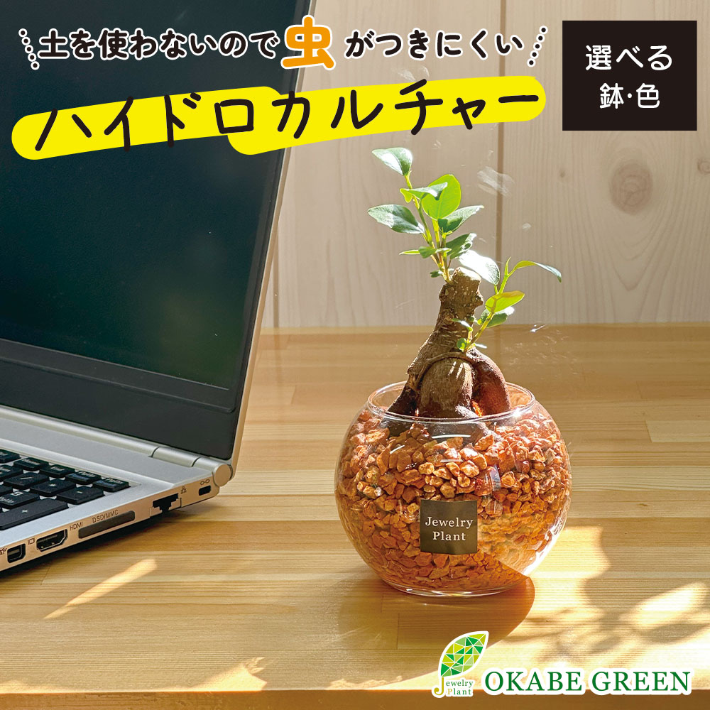 楽天市場】観葉植物 ハイドロカルチャー ガジュマル ベージュ