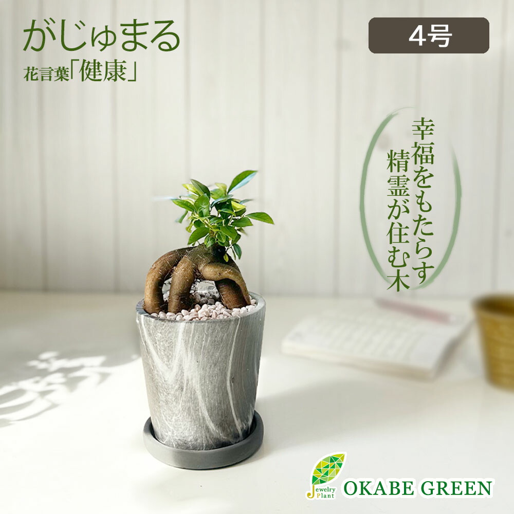 ガジュマル　フィカス 気根付き 観葉植物 観葉植物 おしゃれ ガジュマル フィカス 白セラアート鉢 3号