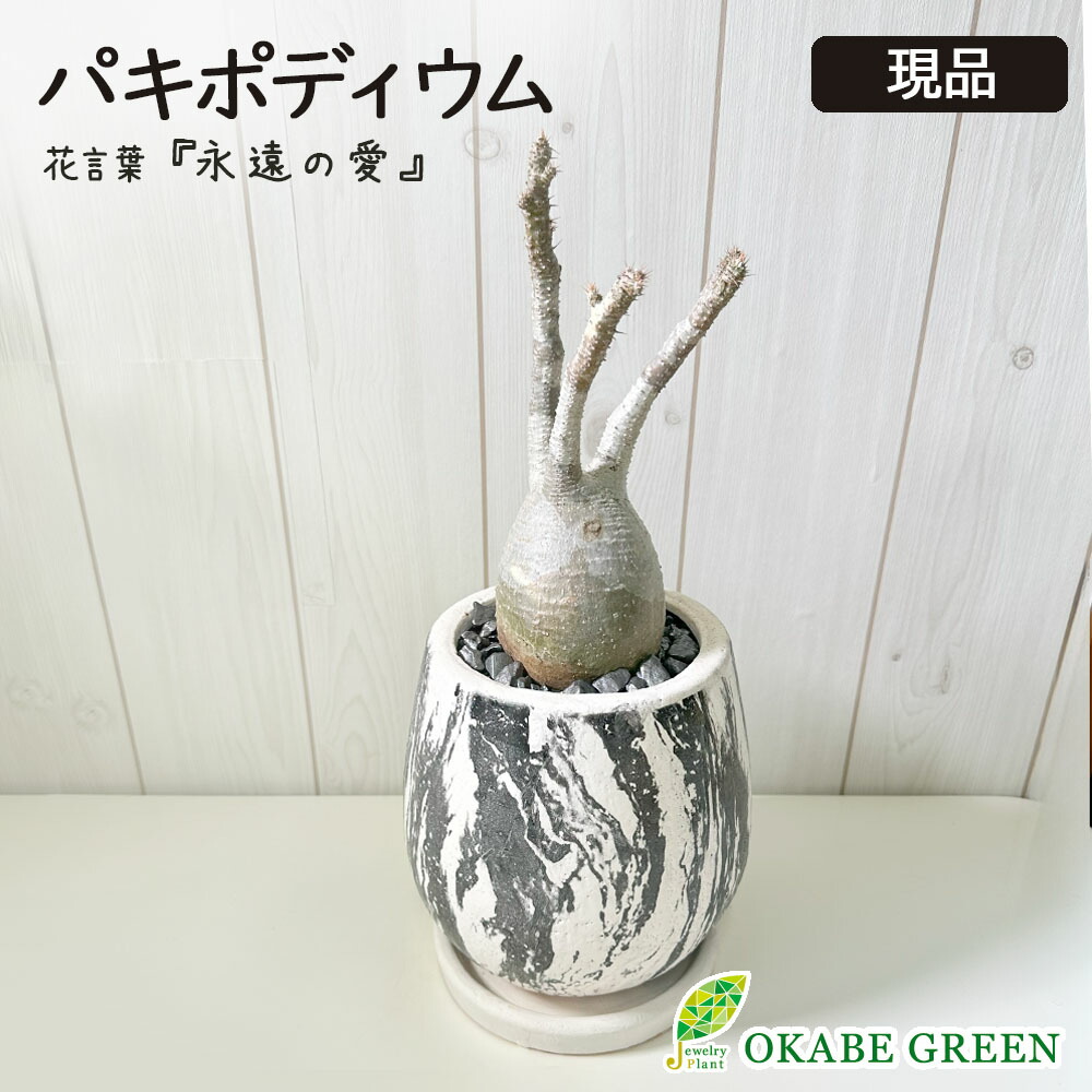 楽天市場】多肉植物 caパキポディウム レウコキサンツム 白花 恵比寿