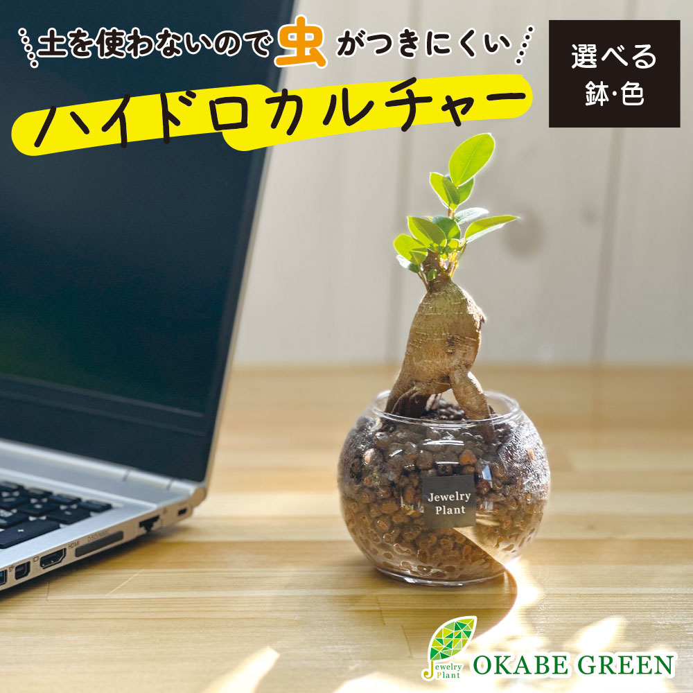 ガジュマル Amazon｜ガジュマル 7号 黒セラアート鉢｜観葉植物 オンライン通販