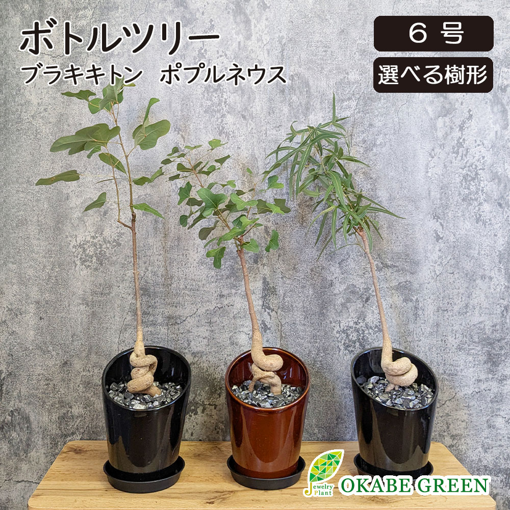 ボトルツリー　M2　８号　高さ125ｃｍ 楽天市場】【現品発送】ボトルツリー(ブラキキトン) 8号鉢植え