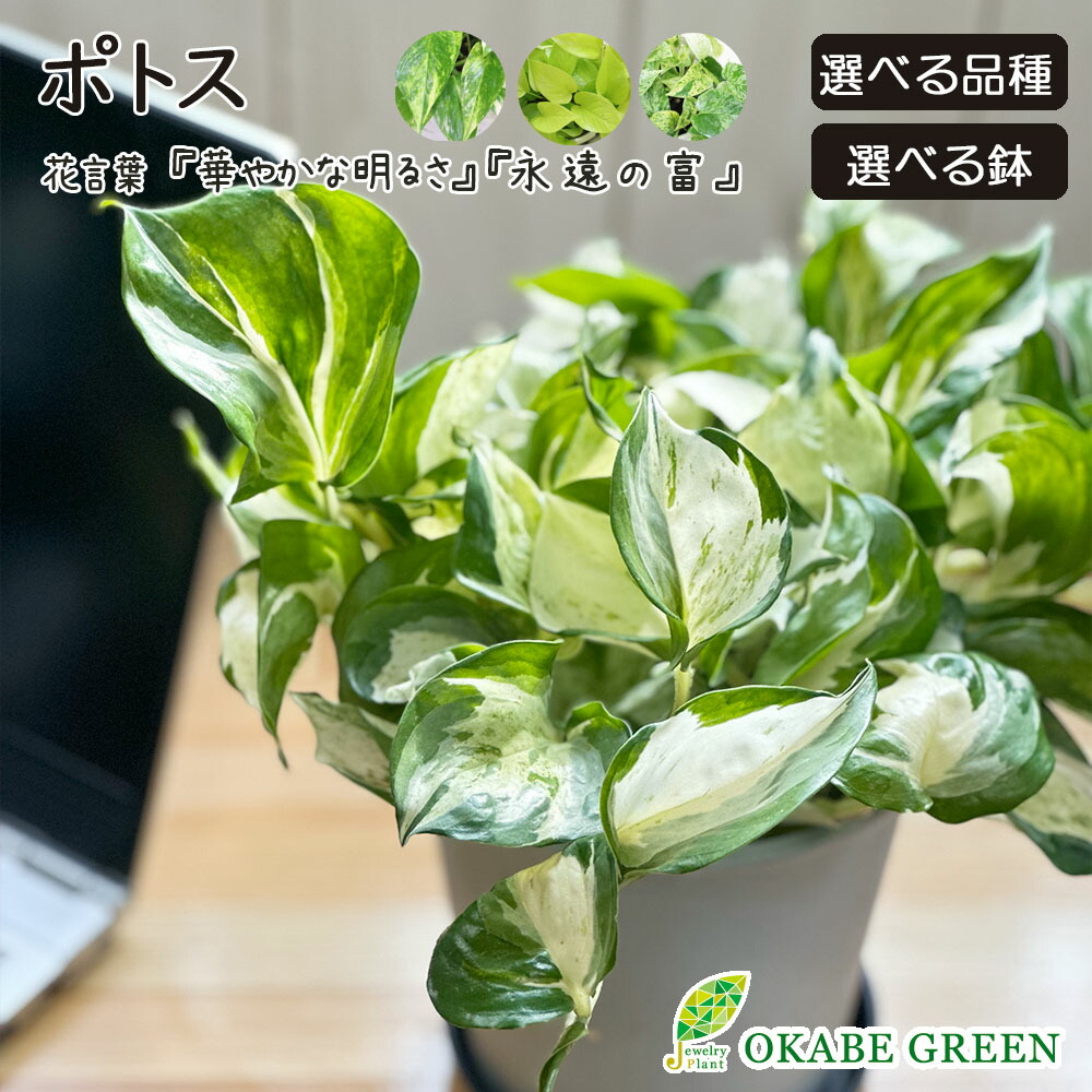 楽天市場】【店内全品5%OFFクーポン発行中】 母の日 鉢植え 楽天市場】【店内全品5%OFFクーポン発行中】 母の日 鉢植え
