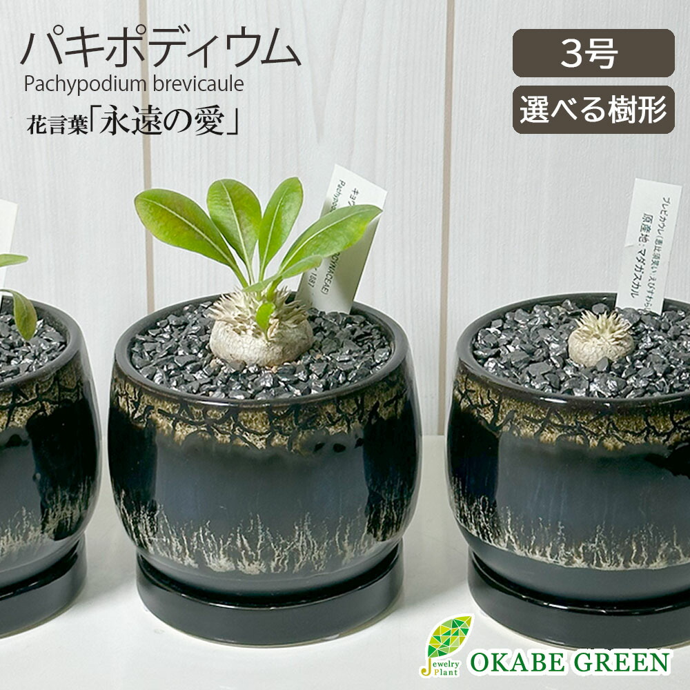 パキポディウム　ミケア　大株　現品 パキポディウム ミケア 国内実生 | mana's farm:塊根植物