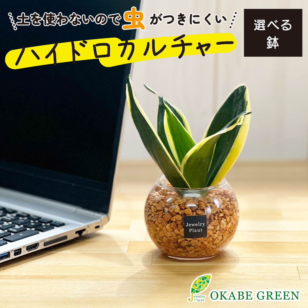 がじゅまる 楽天市場】観葉植物 ハイドロカルチャー ガジュマル ベージュ