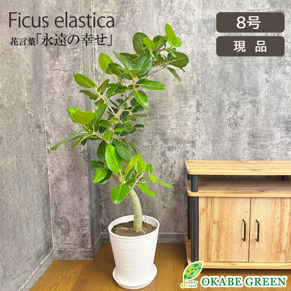 母の日 観葉植物 小さい ゴムの木 ベンガレンシス 幹曲がり 【現品】 ラッピング無料 8号 白セラアート鉢 受皿付 ベンガルゴム おしゃれ お祝い 引越祝い 新築祝い インテリア 送料無料 13,321円