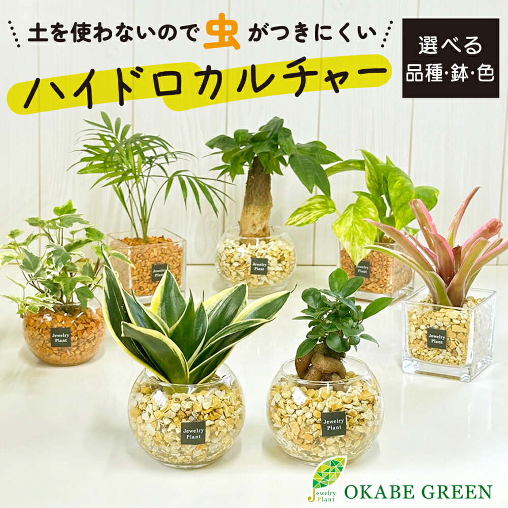 楽天市場】【店内全品5%OFFクーポン発行中】 母の日 鉢植え 楽天市場】【店内全品5%OFFクーポン発行中】 母の日 鉢植え