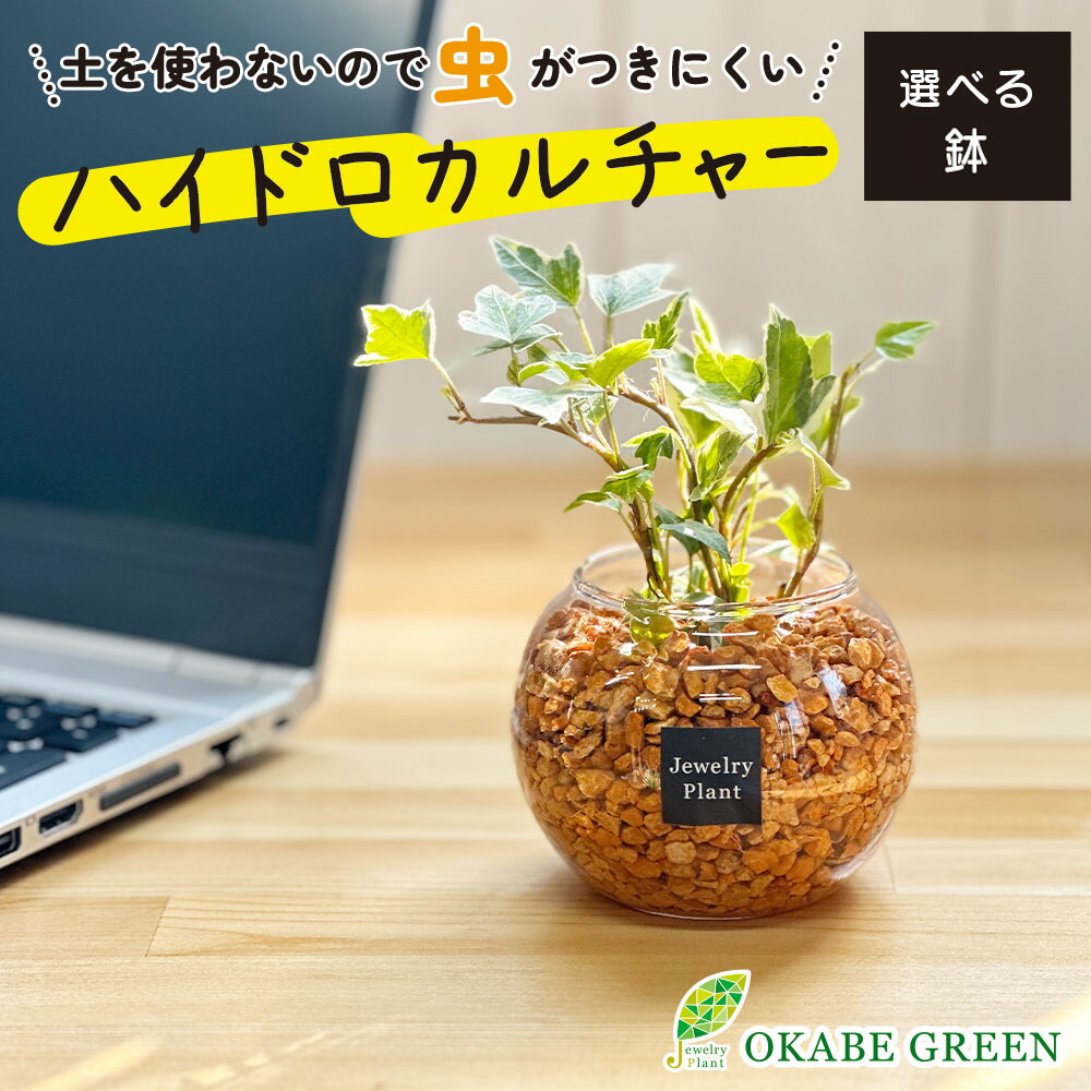 楽天市場】観葉植物 ハイドロボール ハイドロカルチャー アイビー ヘデラ 土をつかわない ミニ観葉 誕生日 お歳暮 ギフト プレゼント 初心者 小さい  おしゃれ 開店祝 お祝い 卓上 玄関 リビング インテリア 送料無料 : 岡部グリーン有限会社