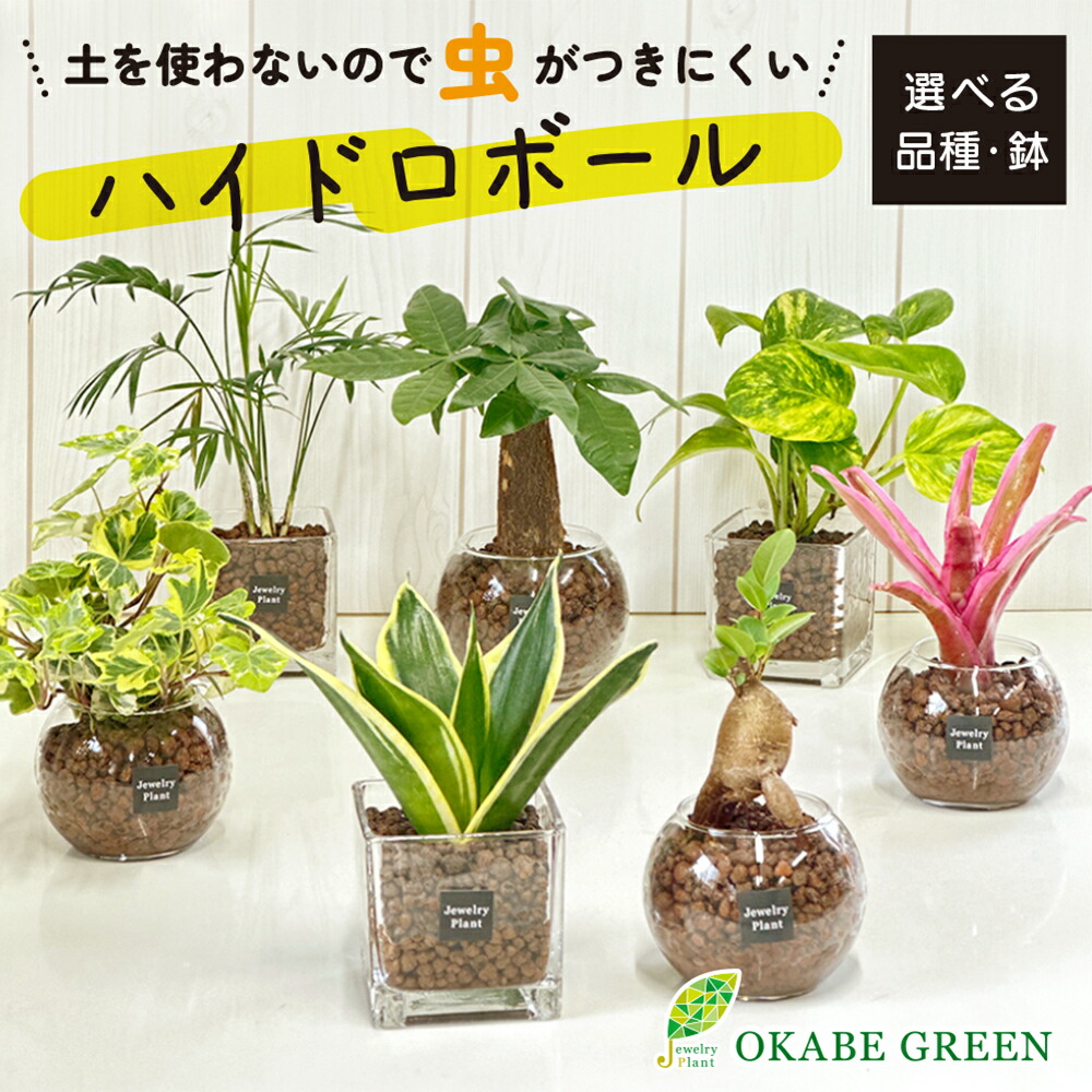 サマーセール。小葉ガジュマル Yahoo!オークション - 小品小葉ガジュマル