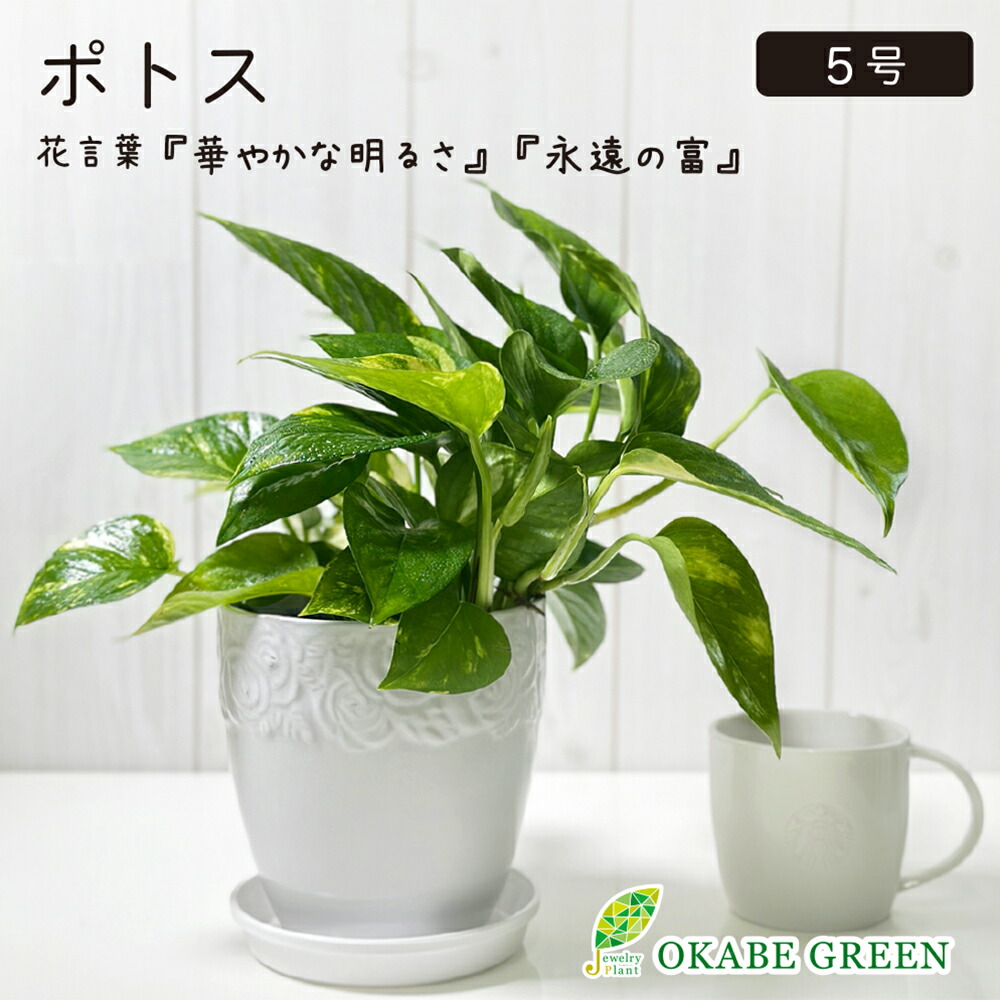 楽天市場】【店内全品5%OFFクーポン配布中】 観葉植物 ポトス ライム