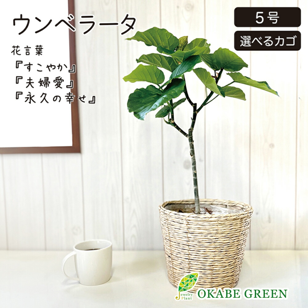 フィカスウンベラータ⭐️約125cm⭐️室内⭐️玄関•リビングに最適 室内におすすめ 観葉植物】フィカス・ウンベラータ 6号