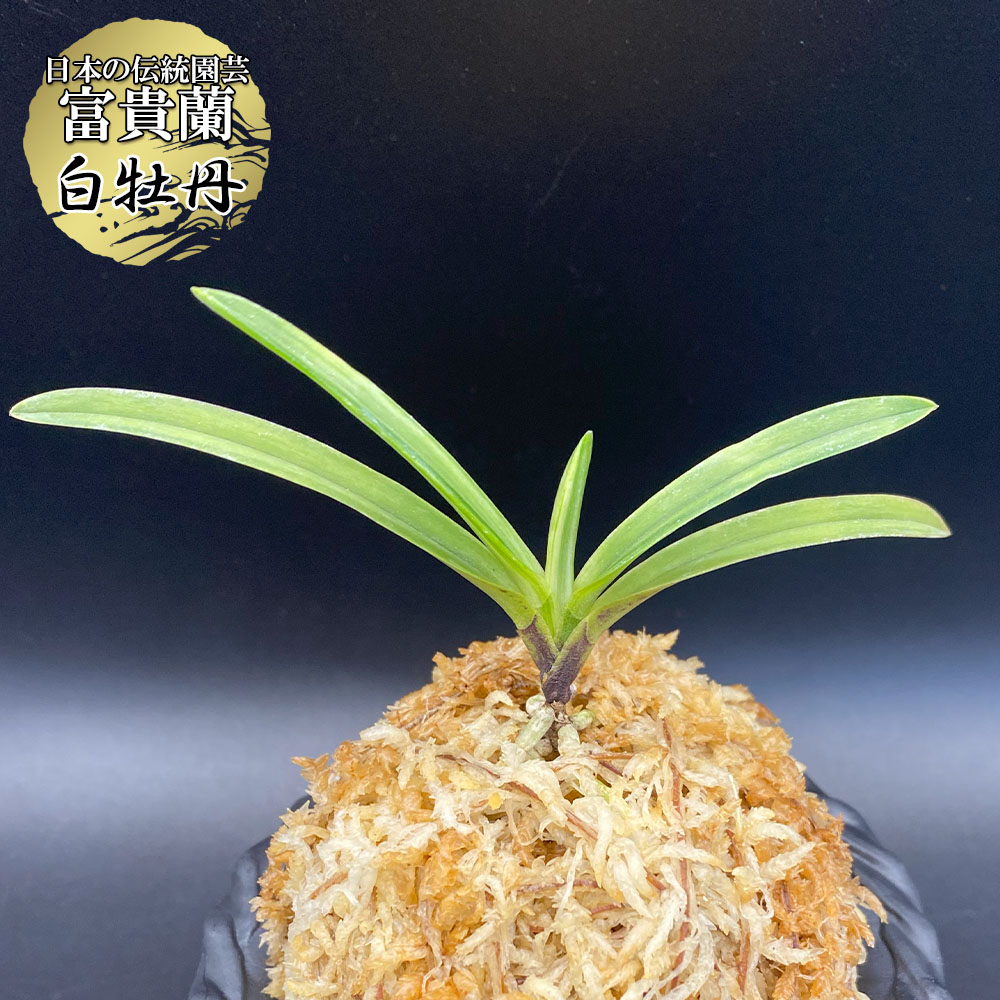 [祝^_^評価6000突破お値打ち品♫]富貴蘭　黄金丸(大小9本株立ち) 祝^_^評価6000突破セール♫]富貴蘭 歓喜天 - メルカリ