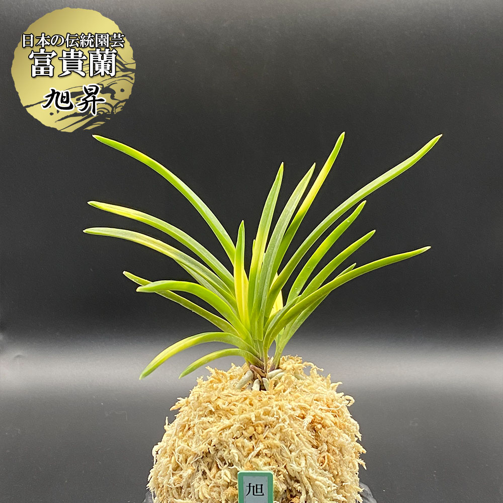 楽天市場】富貴蘭 風蘭 蘭 夢幻錦 むげんにしき 5本立 【現品】 T729