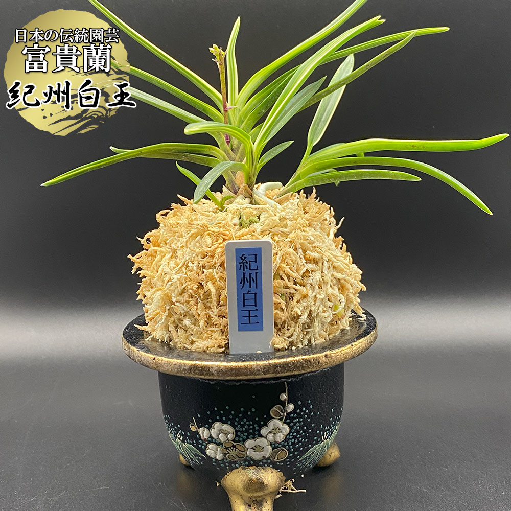 楽天市場】富貴蘭 風蘭 蘭 天恵覆輪 【現品】 てんけいふくりん 4本立