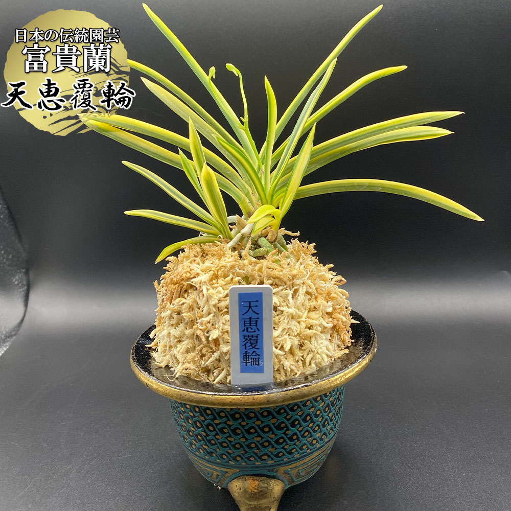 【マラソンお得クーポン配布中】 富貴蘭 お中元 風蘭 蘭 天恵覆輪 【現品】 てんけいふくりん 4本立 T357-1 フウキラン フウラン 送料無料 風蘭|岡部グリーン有限会社
