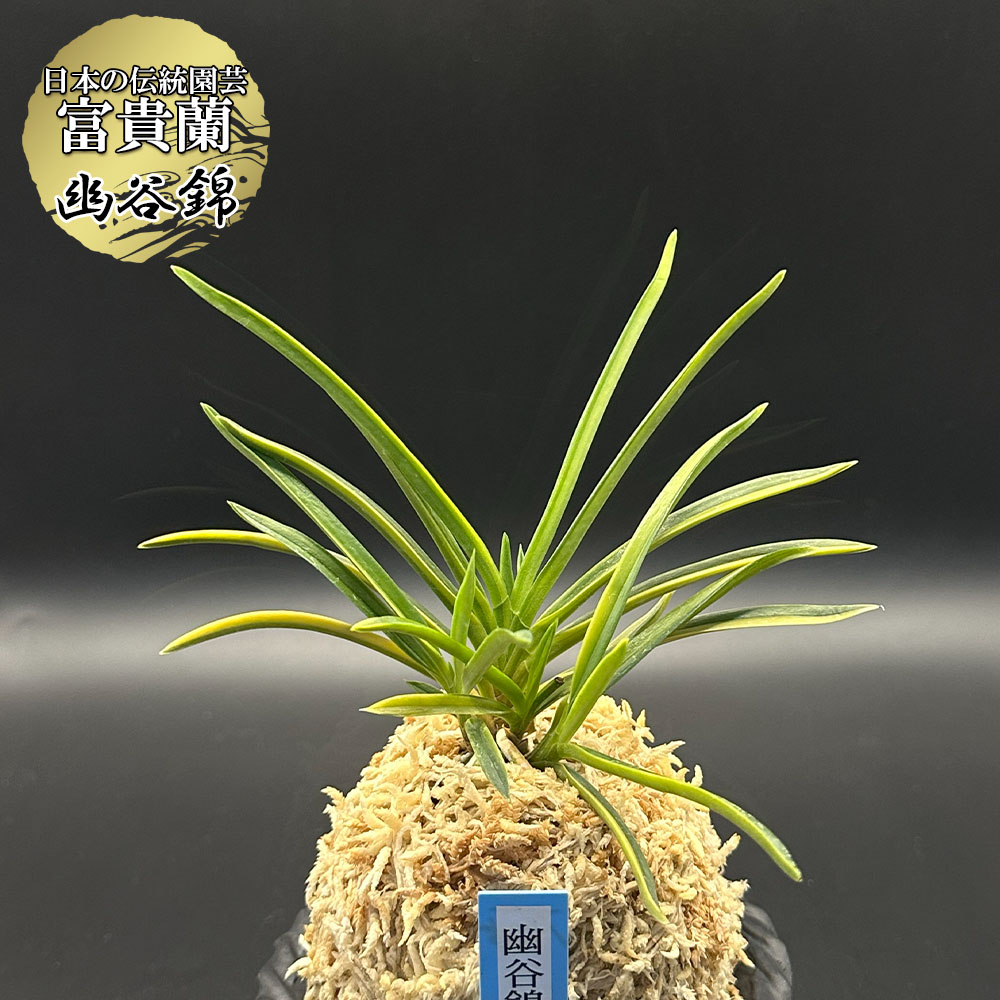 楽天市場】【店内全品2個で10%OFFクーポン配布】 富貴蘭 風蘭 蘭