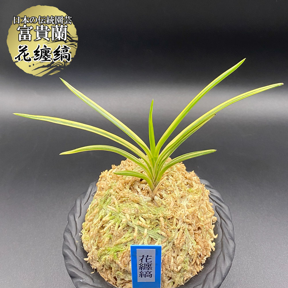 楽天市場】富貴蘭 万華鏡 【現品】 2本立 まんげきょう T479