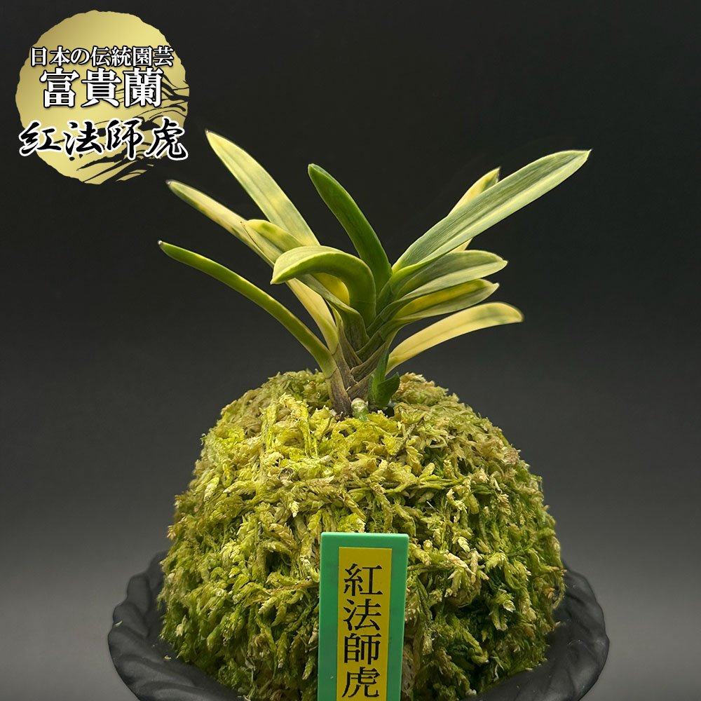 【最大限度50％OFF】百貨店大売り出し特集