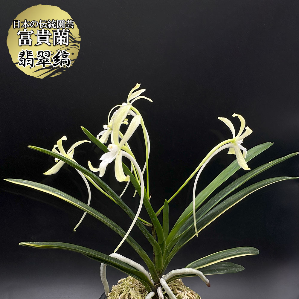 富貴蘭　黒頭巾 富貴蘭Archives - New World Orchids