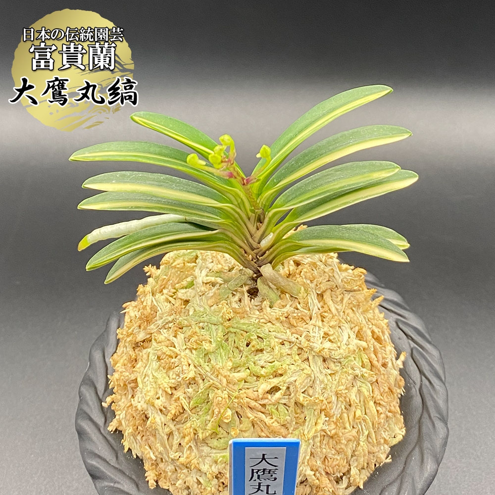 楽天市場】富貴蘭 黒牡丹 【現品】 こくぼたん 1本立 T705