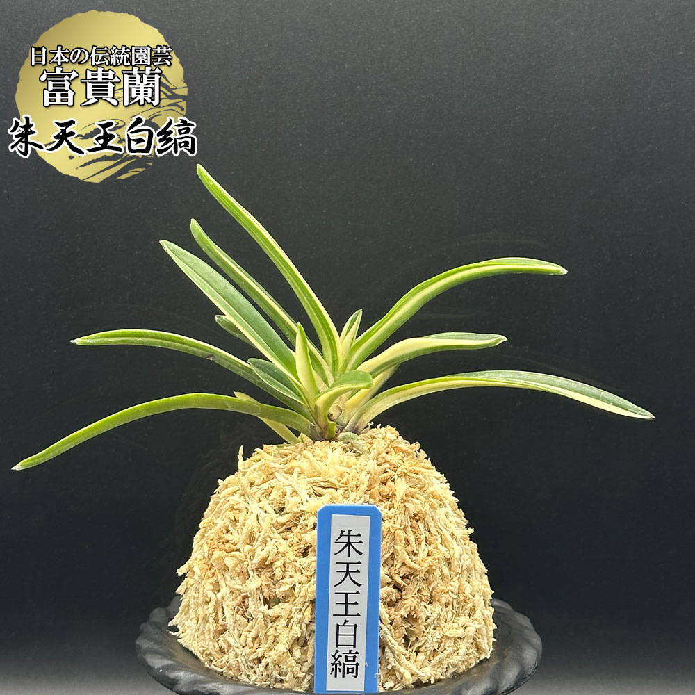 【最大限度50％OFF】百貨店大売り出し特集