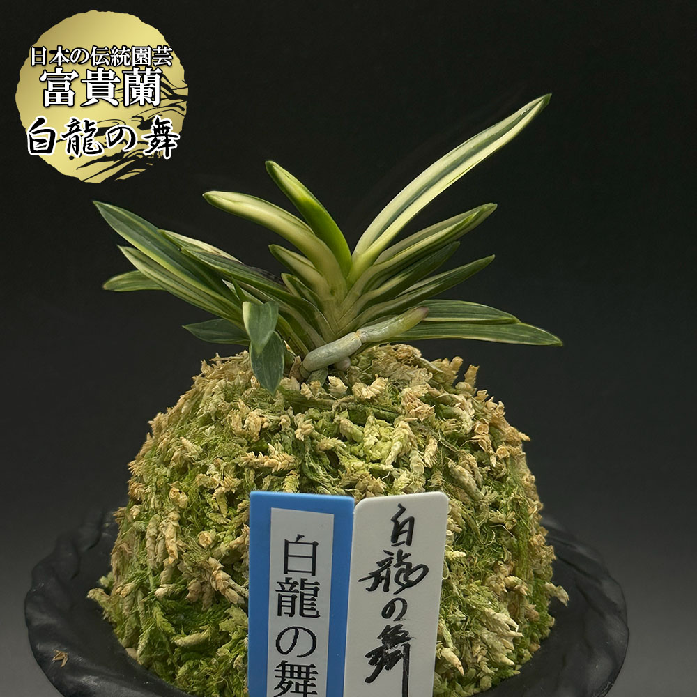 【最大限度50％OFF】百貨店大売り出し特集