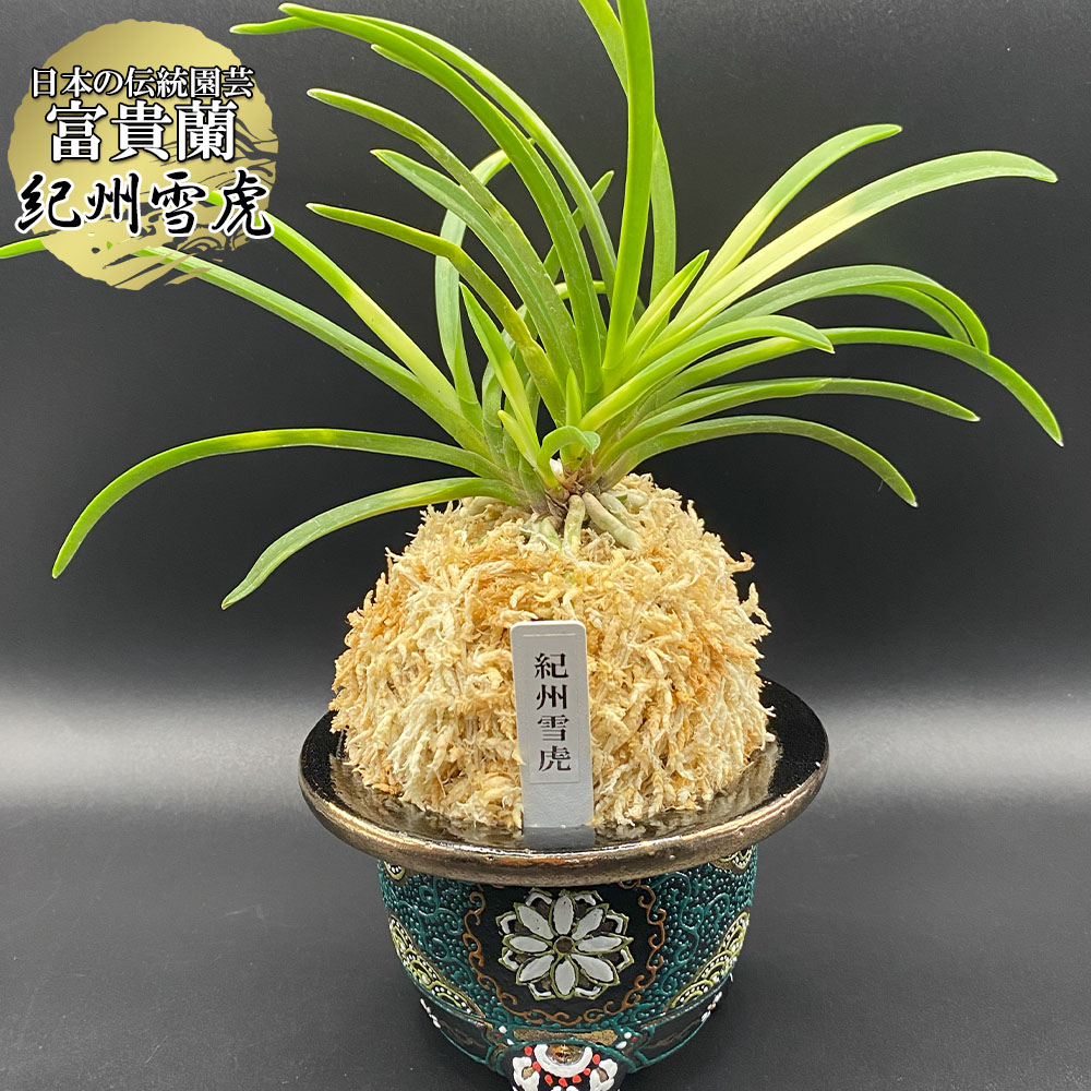 富貴蘭　天伯 富貴蘭 万華鏡 S9 フウキラン フウラン : OKABE GREEN