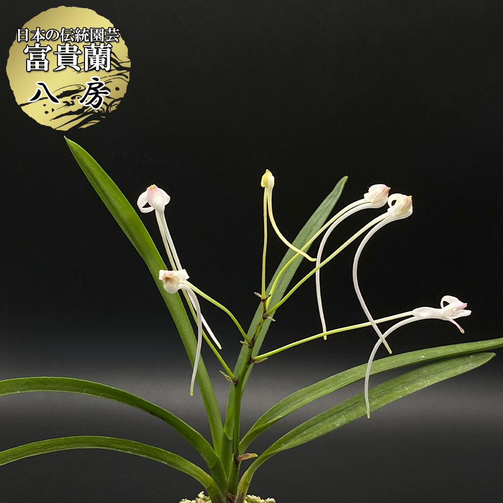 楽天市場】【店内全品2個同時購入10％OFFクーポン配布中】 富貴蘭 大鷹