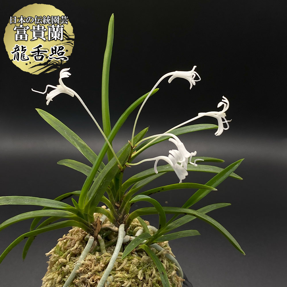 楽天市場】【スーパーセール2個同時購入10％OFF】 富貴蘭 万華鏡