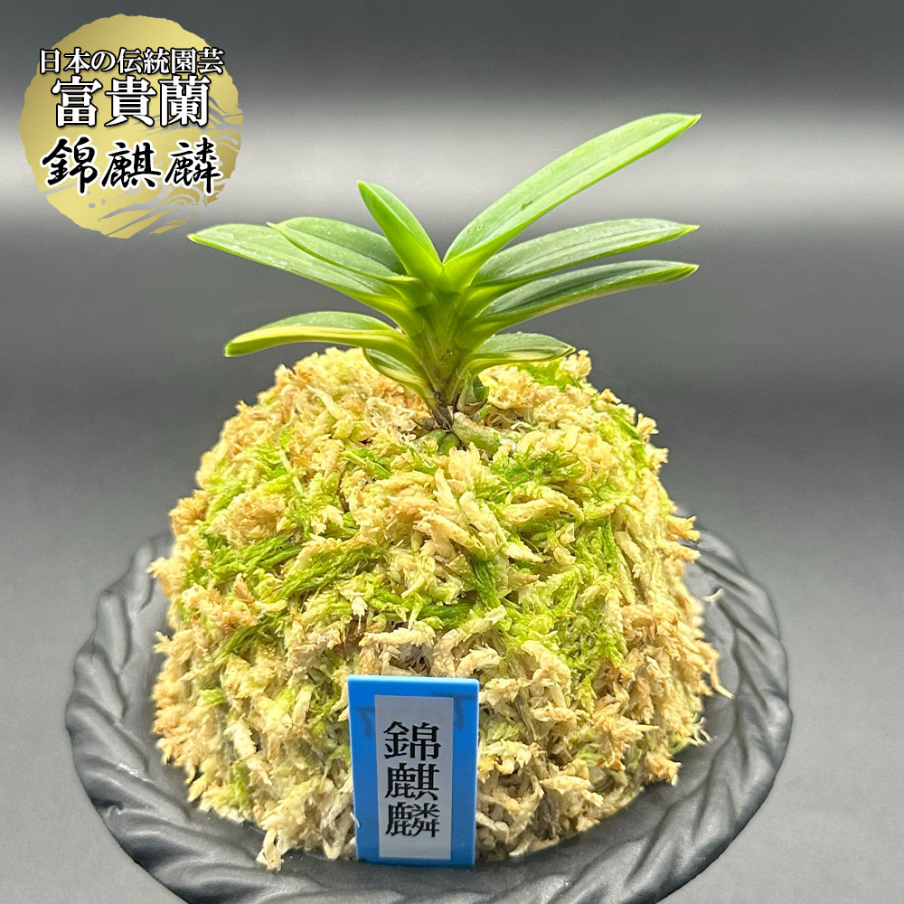 [祝^_^評価6000突破お値打ち品♫]富貴蘭　白牡丹(全て斑入り)大小4本立ち 楽天市場】【店内2個同時購入10％OFFクーポン配布中】 富貴蘭 白