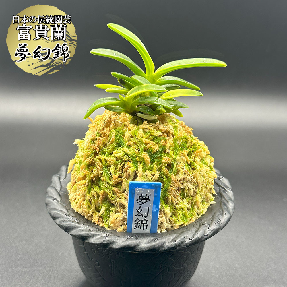 楽天市場】富貴蘭 小野小町 1本と2芽 おののこまち 【現品