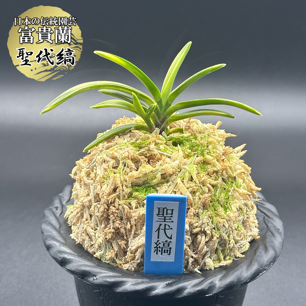 富貴蘭「万華鏡」 楽天市場】富貴蘭 万華鏡 【現品】 2本立 まんげきょう T479